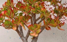 3 cây càng trồng lâu gia đình càng hưng thịnh, con cháu đời sau dễ thành tài