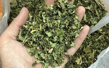 Việt Nam có loại lá được ví như “nhân sâm của người nghèo”: Giúp hạ đường huyết, chống viêm hiệu quả nhưng ít người dùng tới