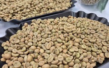 Giá cà phê hôm nay 15 -11: Bốc hơi theo thuế Mỹ