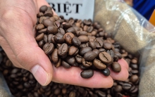 Giá cà phê hôm nay 16-11: Tuần buồn của giá cà phê