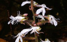 Phát hiện loài lan quý hiếm trong sách đỏ tại một khu rừng ở Thanh Hóa