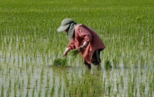 Cuộc khủng hoảng mới của gạo Thái Lan: Giá xuất khẩu thấp nhất 15 năm, chuyên gia cảnh báo đang tụt hậu so với Việt Nam điều quan trọng này