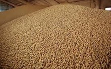 Nông dân Mỹ mắc kẹt với “núi vàng mọc ra từ đất”: Khách mua tiềm năng từ châu Á vẫn dửng dưng