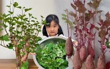 Gừng bonsai lên ngôi nhưng khoai lang thủy canh vẫn hot rần rần: Chị em trồng chơi mà ăn thật cũng “đã cái nư”!