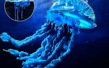 Sứa samurai: Phát hiện mới ở Nhật Bản hé lộ sự dịch chuyển của biển cả trong thời kỳ khí hậu biến đổi