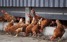 Hà Lan: Tiêu hủy 117.000 con gà vì cúm gia cầm lây lan