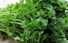 Mỹ đánh giá đây là “vua của các loại rau”, chứa đầy dưỡng chất quý, người Việt đã ăn từ lâu