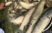 3 loại cá dễ “ôm ổ ký sinh trùng”, dân buôn cũng ngại ăn