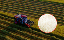 Phát hiện "hạt ngọc" 1.600 đô của Việt Nam: Đánh bại Thái Lan, được giới siêu giàu châu Âu "săn lùng" ráo riết