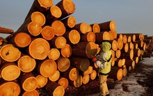 Việt Nam sở hữu 'cây kim tiền' được Mỹ đổ gần 8 tỷ USD chốt đơn: thuế nhập khẩu 10%, Việt Nam là ông trùm đứng thứ 5 thế giới