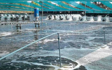 Mỹ, Trung Quốc đang đua nhau săn lùng kho báu đứng thứ 2 thế giới của Việt Nam: Nước ta có công nghệ chế biến dẫn đầu, vừa thu về gần 4 tỷ USD