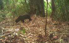 Đặt camera giữa rừng sâu, các nhà bảo tồn bất ngờ phát hiện loài vật cực kỳ quý hiếm vắng bóng hơn 20 năm