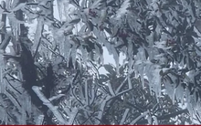 Đỉnh Tà Xùa ở Lào Cai xuất hiện băng giá