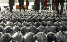 Một loại ‘siêu thực phẩm’ của Việt Nam đang được Nga cực kỳ ưa chuộng: Ưu đãi thuế nhập khẩu 0%, hơn 75 thị trường đang là khách ruột