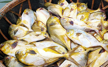 Loại cá "quý tộc” ngon nhất biển cả, giàu đạm gấp đôi trứng gà, ít chất béo xấu: Nấu cực đơn giản vẫn ngon tròn vị