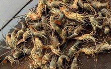 Lũ lớn khiến tôm hùm chết hàng loạt, giá bán chỉ còn 200.000 đồng/kg