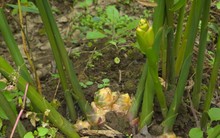 "Mỏ vàng" dưới lòng đất ở vùng cực Bắc Tổ quốc giúp nông dân có trong tay hàng trăm triệu/vụ