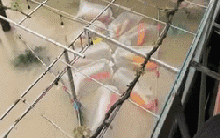 Đàn cá Koi có giá trị hàng trăm triệu bị nước lũ cuốn: "Mưa dai dẳng... cảm giác bất lực lắm"