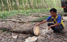 Hơn 300 tỉ đồng giải phóng mặt bằng làm cao tốc TP HCM - Thủ Dầu Một - Chơn Thành qua Đồng Nai