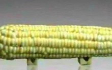 Mang "quả ngô" đi thẩm định cổ vật bị chuyên gia phán  là đồ giả, cụ ông cười khẩy nói: "Có biết tôi là ai không?"