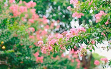 Loại cây là biểu tượng của thịnh vượng và bình an: Trồng một cây trong nhà, có được nhiều vị thuốc