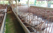 Giá heo hơi hôm nay, 22-11: Bật tăng ở hầu hết các vùng miền