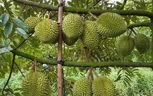 Sầu riêng tiếp tục là mặt hàng xuất khẩu chủ lực