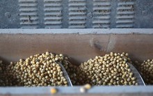 Trung Quốc quay lưng dừng nhập khẩu, Mỹ tăng mạnh đưa một mặt hàng vào Việt Nam với giá siêu rẻ, nước ta tiêu thụ thứ 3 thế giới