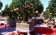 Bưởi Diễn hàng chục triệu đồng sẵn sàng chờ khách 'rước' về chơi Tết
