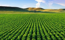 Đất nông nghiệp không sổ đỏ có được thế chấp vay ngân hàng?