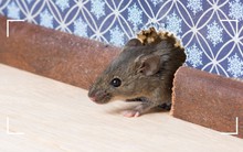 Đây là cách đuổi chuột hiệu quả nhất: Làm 1 lần, 60 ngày sau chuột không dám bén mảng