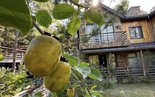 Báu vật trong biệt thự của Trọng Tấn