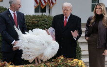 Ông Trump ân xá cho gà tây