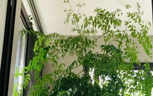 4 cây càng trồng càng rước họa, nhiều nhà vô tình phạm mà không biết