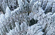 Y Tý xuất hiện băng giá, những tán cây rừng đẹp kỳ ảo