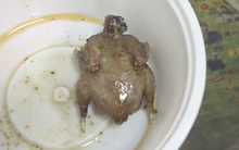 Mua gà rán nguyên con chỉ 7.000 đồng, cô gái "cười ngất" trước cách làm của người bán hàng