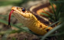 5 vị trí trong nhà rắn thường ẩn náu và cách tốt nhất để ngăn chúng tìm tới