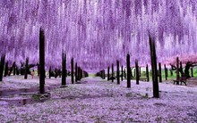 Một doanh nghiệp báo lãi gấp 15 lần cùng kỳ, cổ phiếu tăng 9 phiên trần, giá lên 150% sau 2 tháng