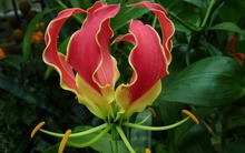 Nhà đang yên ấm thì đừng trồng 4 cây này kẻo tiền bạc đội nón ra đi