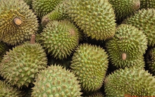 Giá sầu riêng tăng vọt nhưng nông dân vẫn kém vui