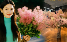 "Lạc lối" trước bình hoa khói tím: Loài cây nhìn như mây bông đang gây sốt góc nhà chị em