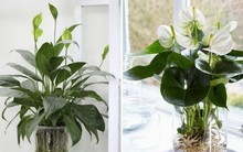 Ông bà xưa dạy: 3 loại cây càng để trong nhà càng “rút lộc, mất vận” - nhiều người trồng mà không hay