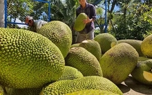 Mít tươi Việt có 'visa' xuất khẩu Trung Quốc: Cơ hội ra sao?