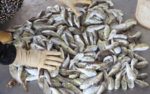 Loại cá chứa chất kịch độc khiến nhiều người rơi vào nguy kịch sau khi ăn: Cách nhận biết