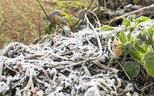 Cao nguyên đá Đồng Văn rét dưới 1°C, băng giá trắng xoá xuất hiện