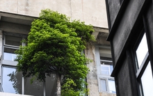 Ban công đặt 5 thứ này, vận may bị chặn đứng, làm mãi không thấy khá