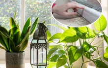7 loại cây làm sạch không khí, hút ẩm và ngăn nấm mốc sinh sôi trong nhà