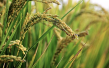 Quốc gia mua gạo nhiều nhất thế giới vừa gia hạn lệnh cấm nhập khẩu đến hết năm 2025, đề xuất áp thuế lên đến 50% từ những thị trường này