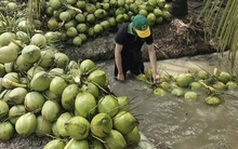 Dừa tươi rớt giá thê thảm