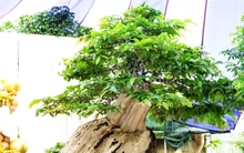 Xác lập kỷ lục Việt Nam cho chậu bonsai bằng lăng xoay tự động độc nhất vô nhị